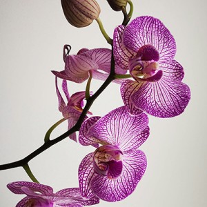 Орхидеи